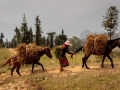 Ha Giang - Carrying grass for the farm animals