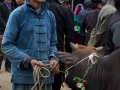 Ha Giang - Cattle dealer