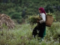 Ha Giang - Hmong girl picking flowers