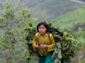 Ha Giang - Young girl carrying grass