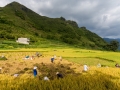 Ha Giang rice harvest