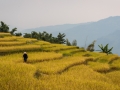 Ha Giang - rice terraced