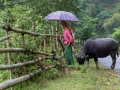 Scene of daily life at Hoang Su Phi