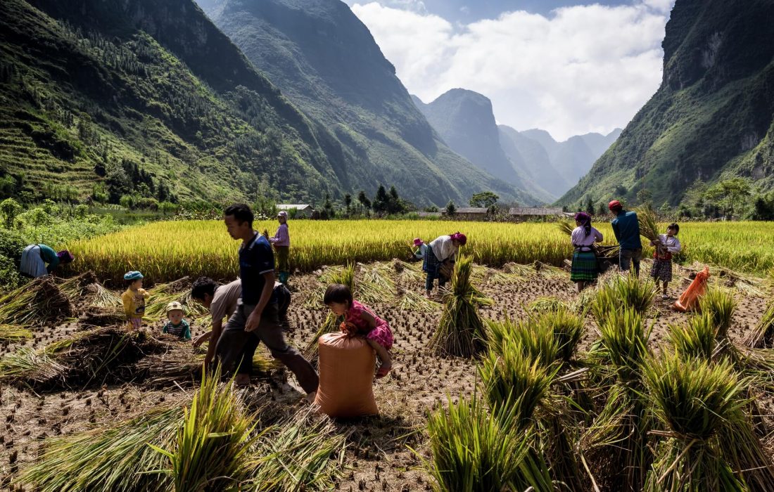 North Vietnamese family rice harvest activity on mountain plateau